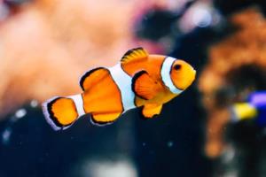 罗马力克阿贾克斯，晋级欧冠半决赛